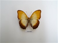 藏品(蛺蝶科-非洲(四))的圖片